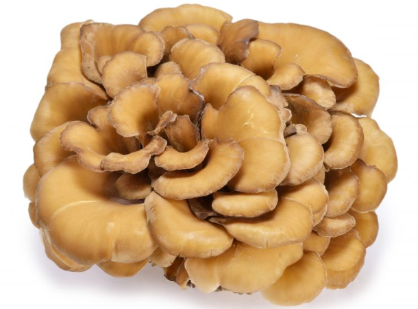 maitake mushroom benefits for skin.png